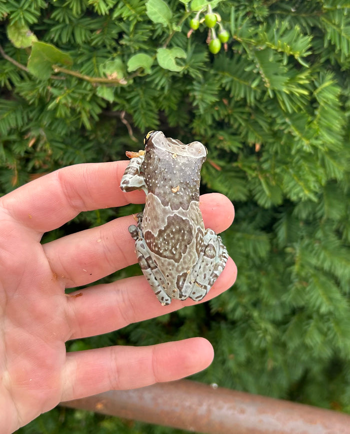 Adult Amazon Milk Frog