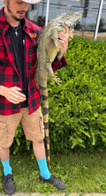 Adult Green Iguana (Male)