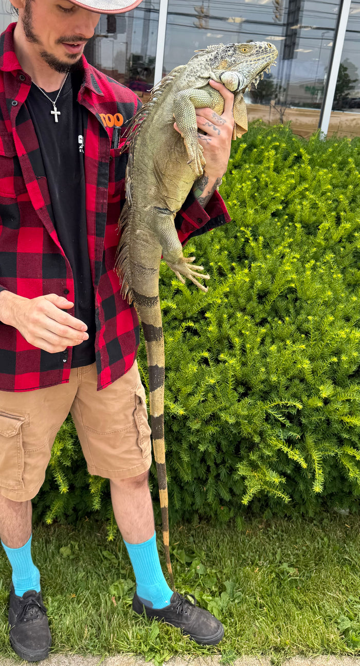 Adult Green Iguana (Male)
