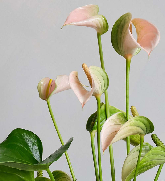 Air Purifying Pair