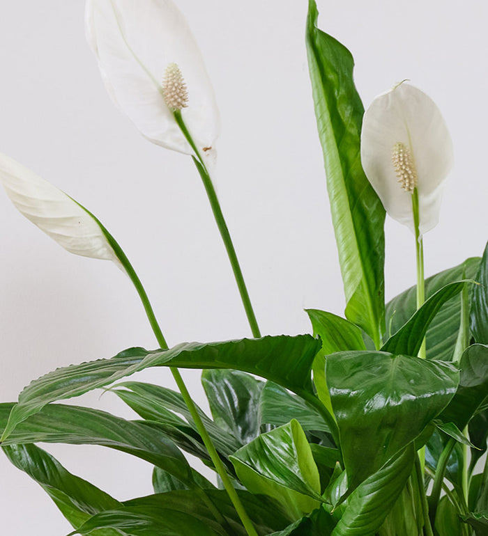 Air Purifying Pair
