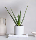 Aloe Vera & Pot