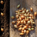 Collection of healthy onion sets on a wooden surface with soil showing planting on the side.
