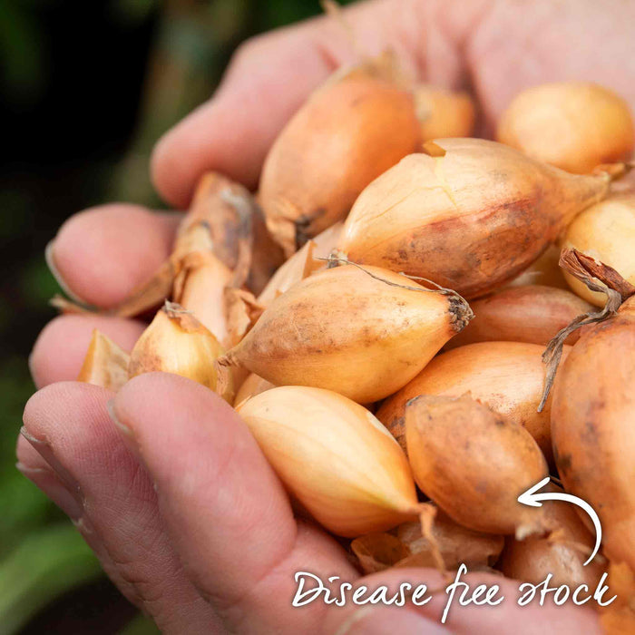 Hand holding a bunch of disease-free onion sets with disease free text overlay.
