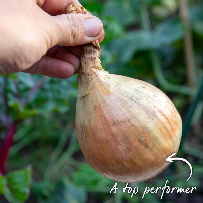 Hand holding a mature onion with a blurred garden background.