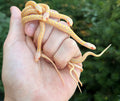 Baby Albino Checkered Garter Snake