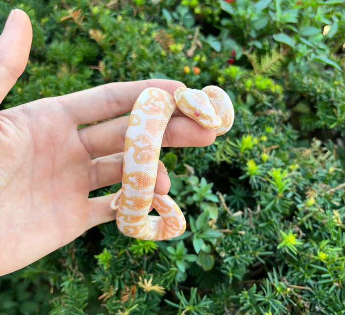 Baby Albino GHI Ball Python