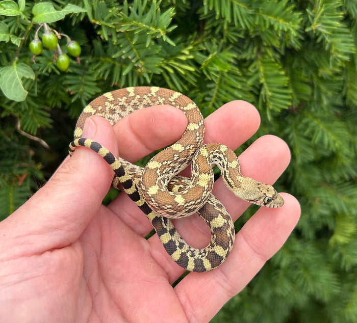 Baby Christmas Mountain Bullsnake