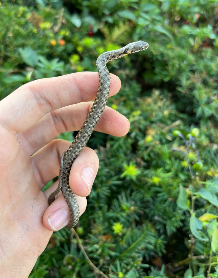 Baby Egyptian Diced Water Snake