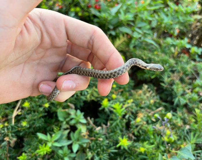 Baby Egyptian Diced Water Snake