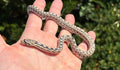 Baby Great Basin Gopher Snake