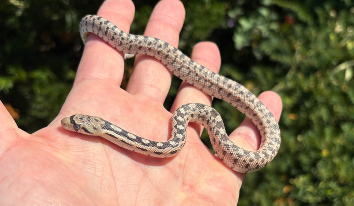 Baby Great Basin Gopher Snake