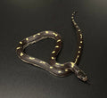Baby High-Black Aberrant California Kingsnake