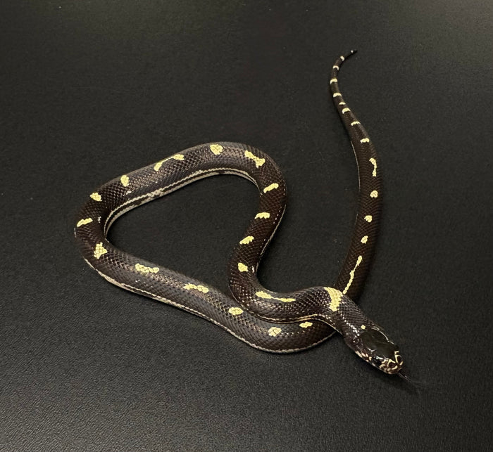 Baby High-Black Aberrant California Kingsnake