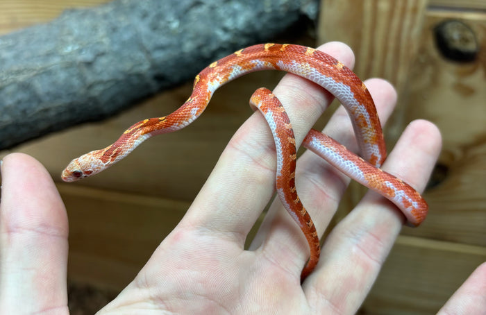 Baby Pied-Sided Corn Snake