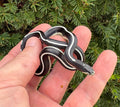 Baby Striped California Kingsnake