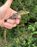 Baby Sumbawa Water Monitor (1)
