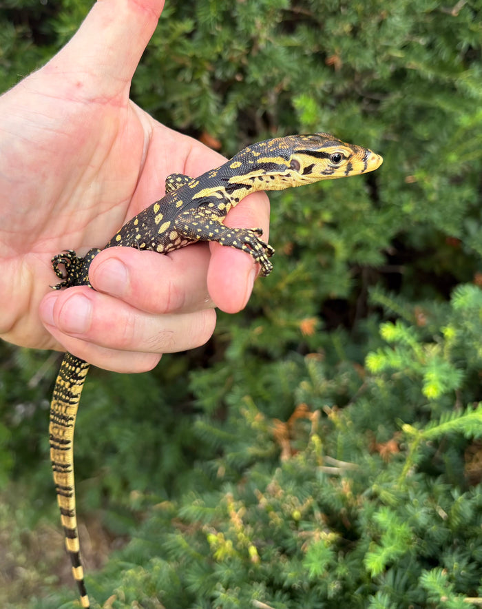 Baby Sumbawa Water Monitor (1)