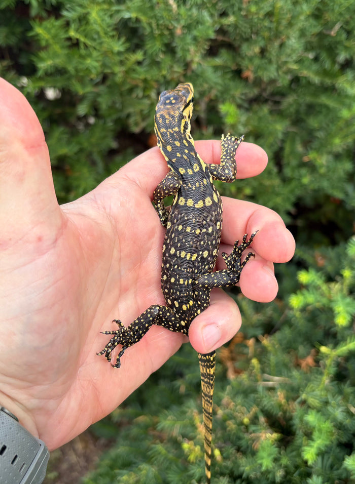 Baby Sumbawa Water Monitor (1)