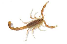 Bark Scorpion
