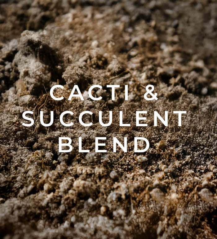 Cacti & succulent blend