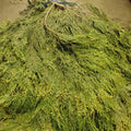 Cedar Branches - 5 Bunches PetalDrivenCom
