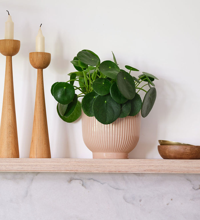Chinese Money Plant & Pot