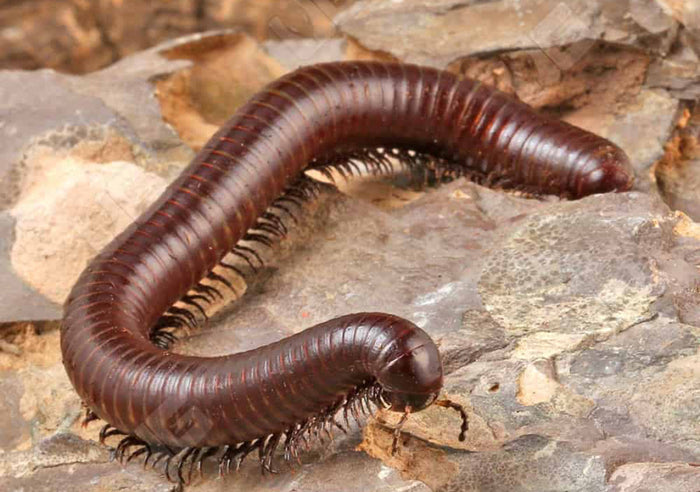 Desert Millipede
