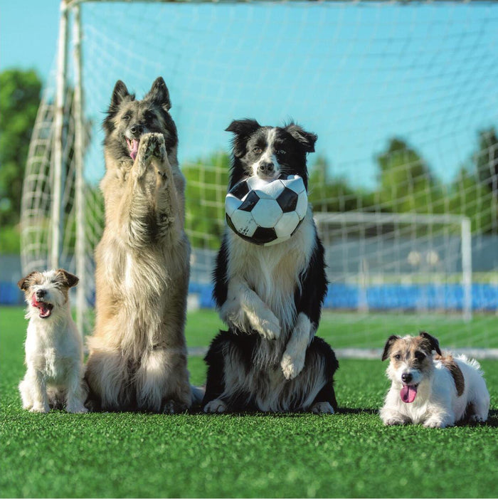Dogs Playing Football Card