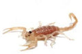 Dune Scorpion