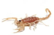 Dune Scorpion