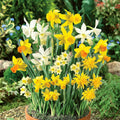 Dwarf Daffodil Species Mixed