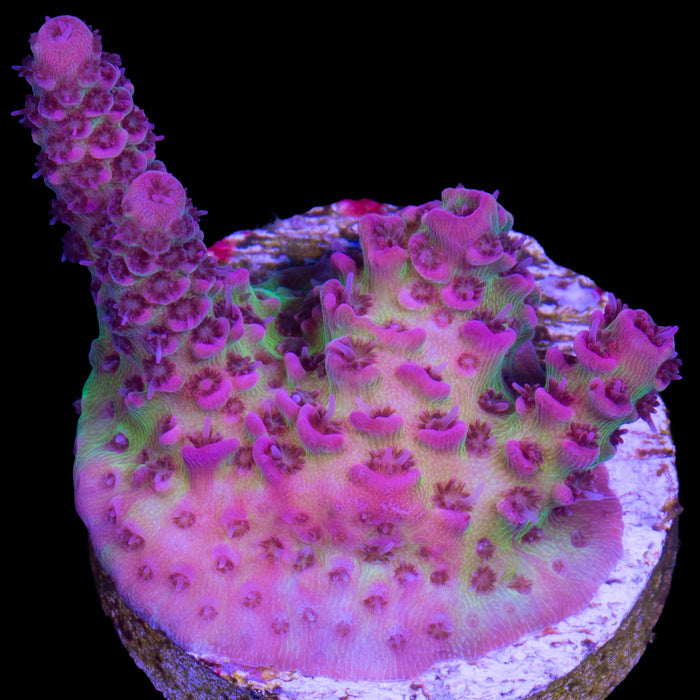 Festivus Acropora Coral