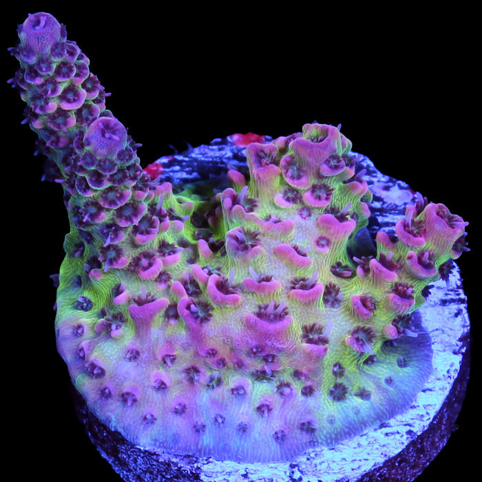 Festivus Acropora Coral