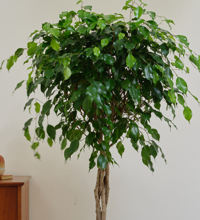 Ficus Benjamina Twisted Stem