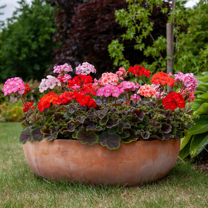 Geranium Seeds 'Horizon Shadow'