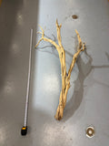 Ghostwood