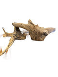 Gondwana Wood