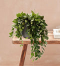 Hanging Hoya Krohniana