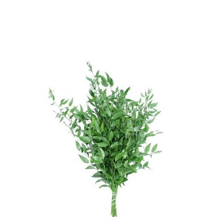 Ruscus Italian - 10 Bunches