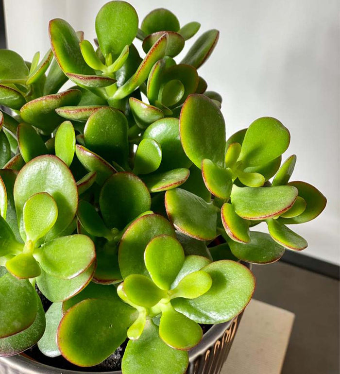 Jade Plant