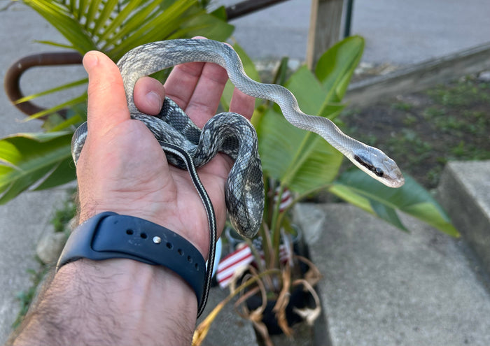 Juvenile Blue Beauty Ratsnake (Female)