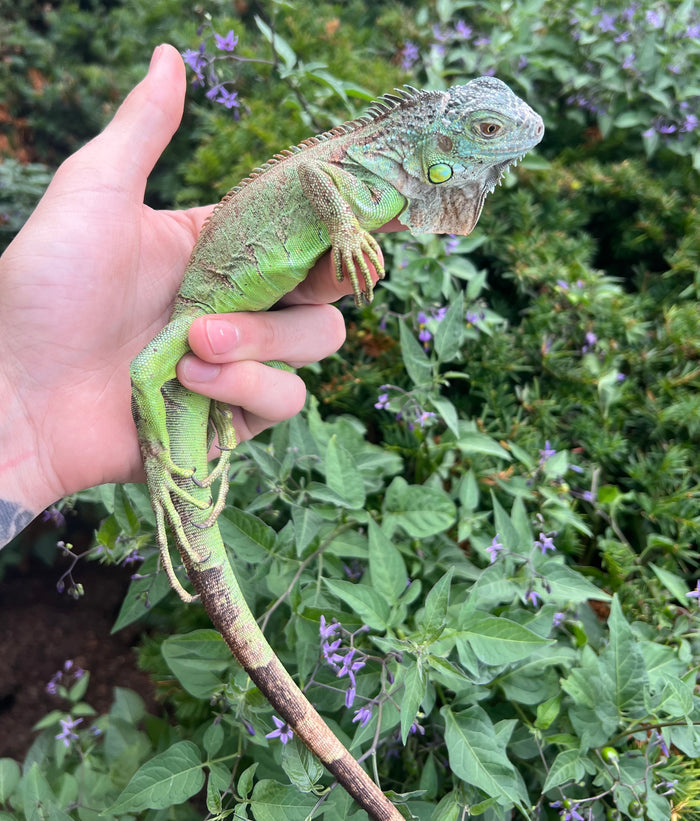 Juvenile Green Iguana