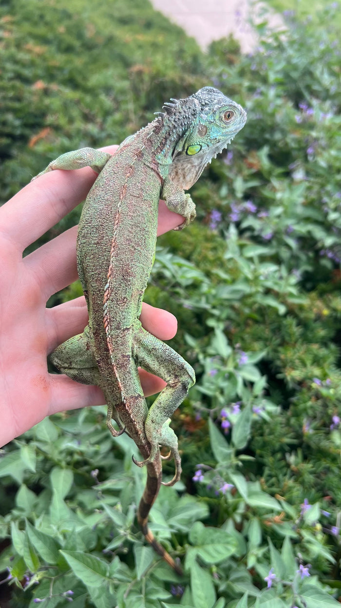Juvenile Green Iguana