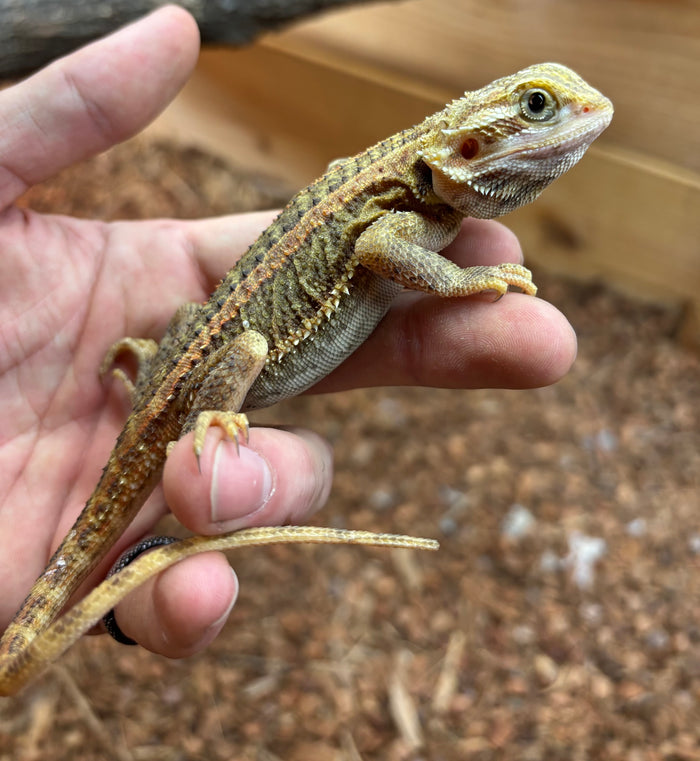 Juvenile ‘High-Color’ Genetic Stripe Bearded Dragon (3)