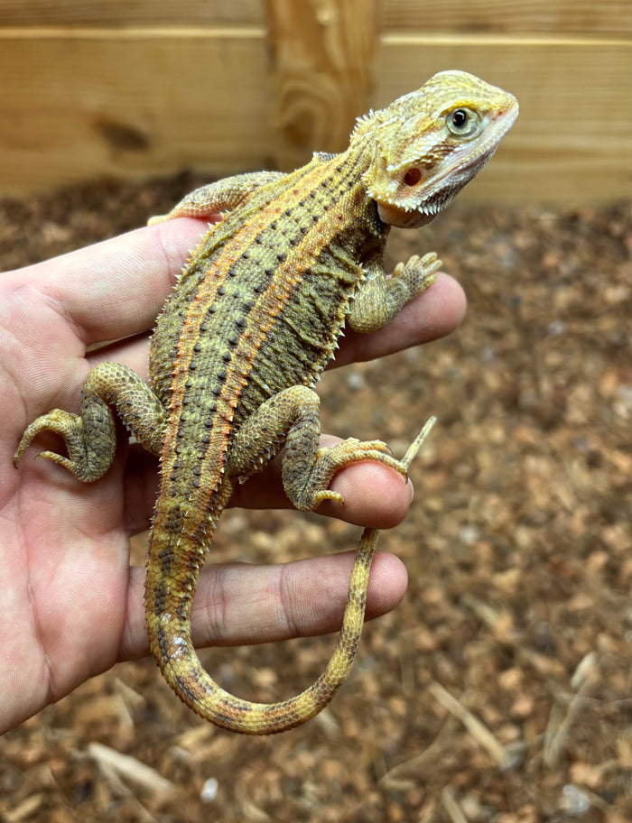 Juvenile ‘High-Color’ Genetic Stripe Bearded Dragon (3)