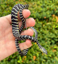 Juvenile Sulawesi Mangrove Snake (Female 1)