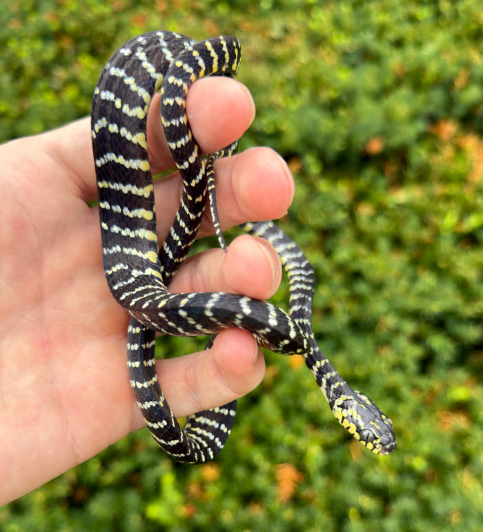 Juvenile Sulawesi Mangrove Snake (Female 1)