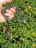 Juvenile Sulawesi Mangrove Snake (Male 1)