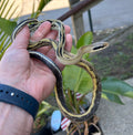 Juvenile Thai Yunnan Beauty Ratsnake (Male 1)